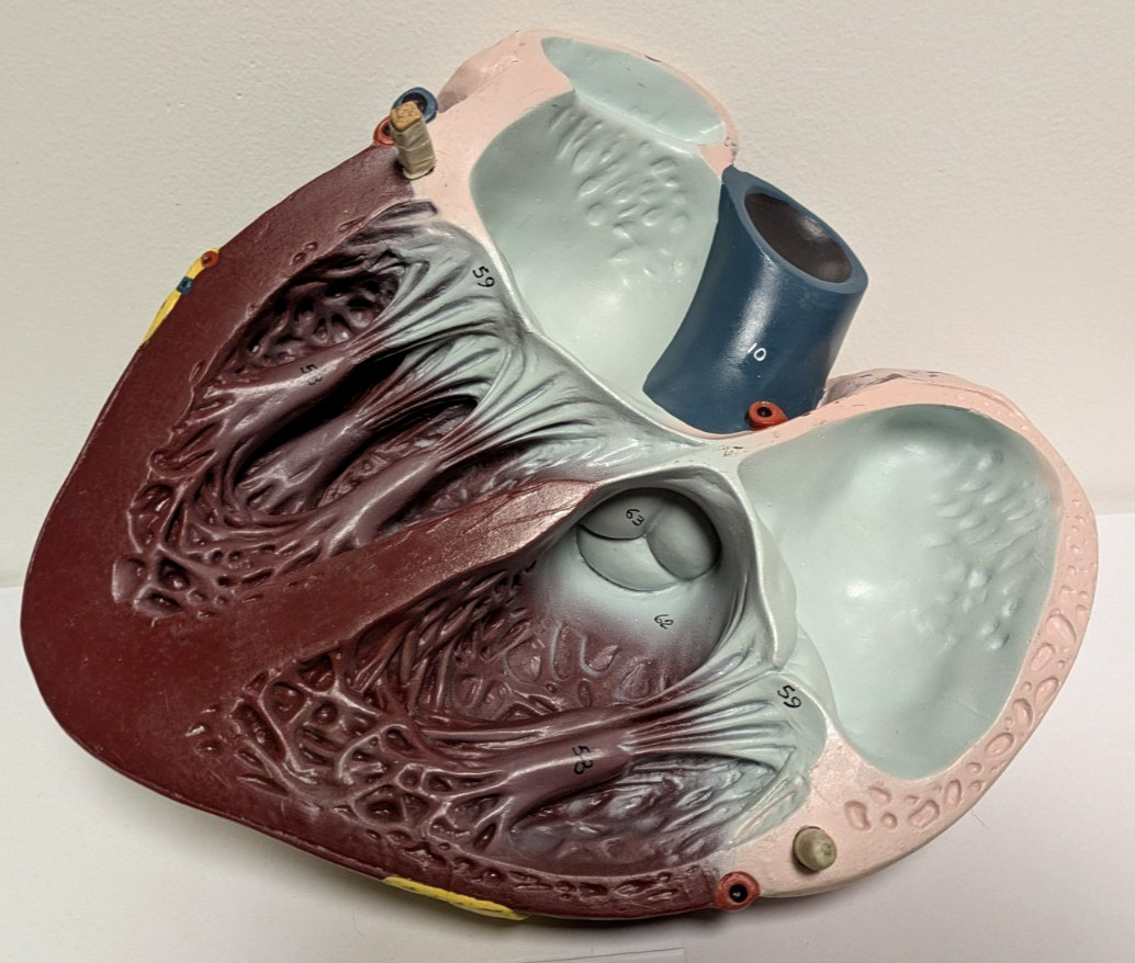 Vintage Large 2 Pc. Nystrom Human Anatomical Heart Model AM-116 W/Base & Papers