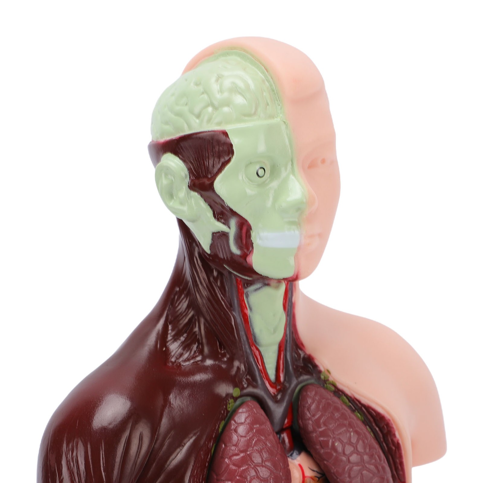 Interactive Human Body Model Organ Replica Education V1