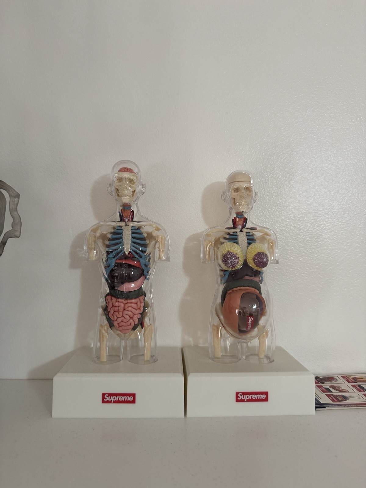 Supreme Anatomy Model Kit Male Female Clear
