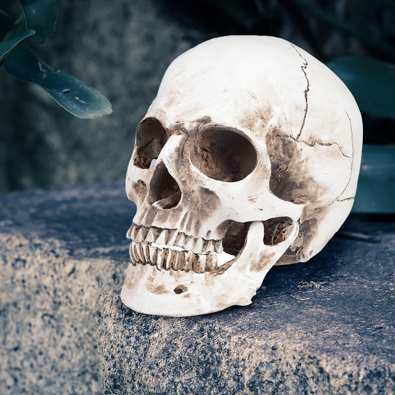 1:1 Retro HumanSkull Replica Resin Anatomical Model Removable Jaw/Chin Realistic