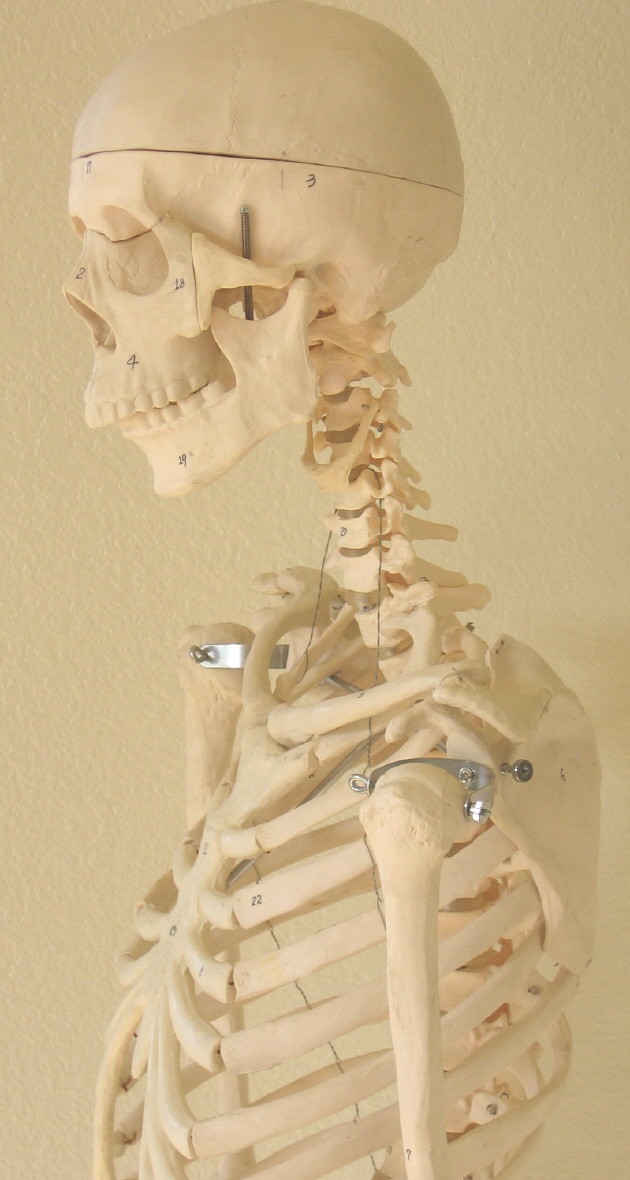 Life size human skeleton anatomical model 5’7″ medical dental student teaching