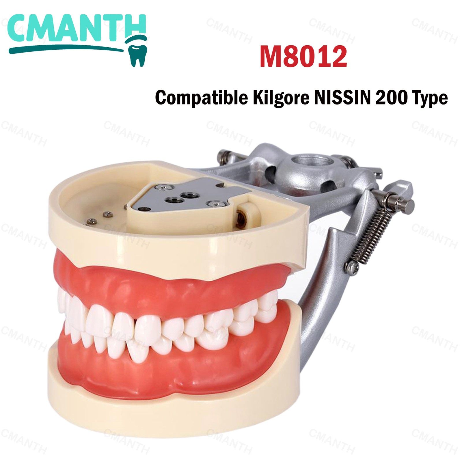 Dental Teeth Model Orthodontic Model Teaching Studying Implant Models Dental Lab