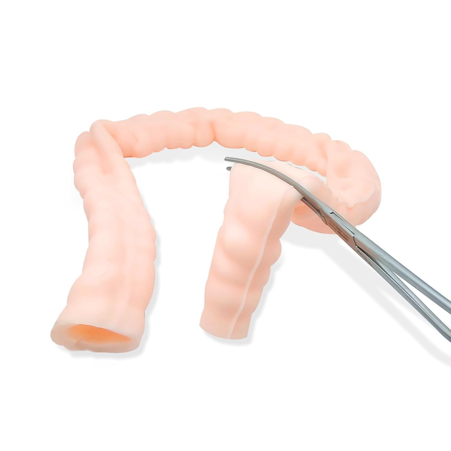 Large Intestine Model,Colon Suturing Practice,Electrocautery Practice, Understa