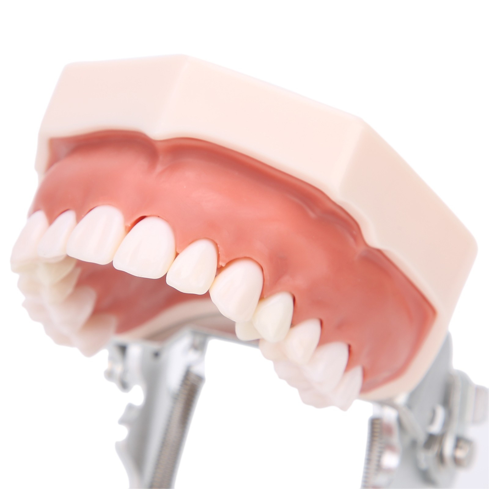 Detachable Teeth Model Simulation Dental Teeth Model For Teaching Practice With❀
