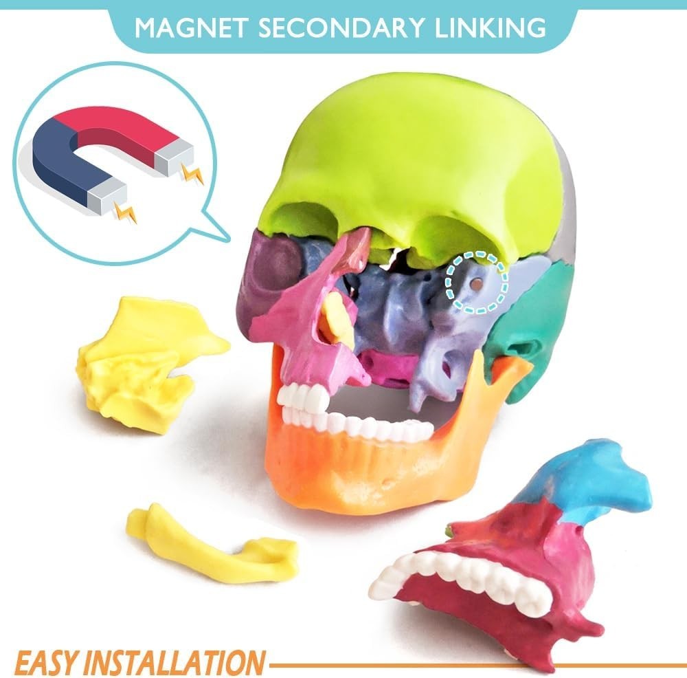 Colorful 15-Piece Human Skull Model for Educational & Medical Use
