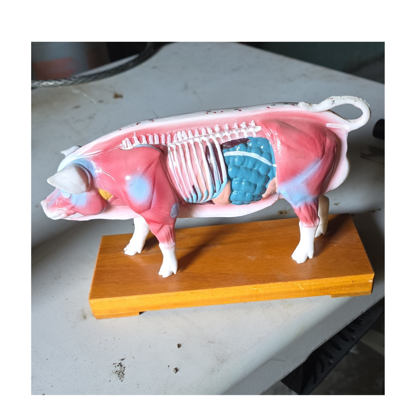Pig Anatomical Model w/ Removable Internal Organs on Wood Base for Veterinary