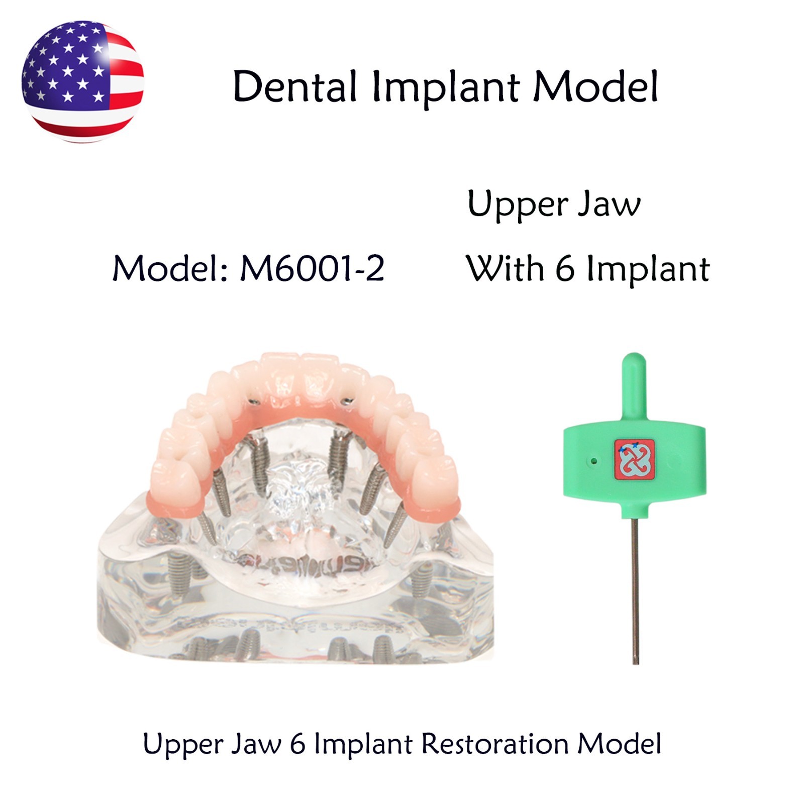 Dental Implant Overdenture Model All-On-6 Treatment Upper jaw 6 Screws, Clear US