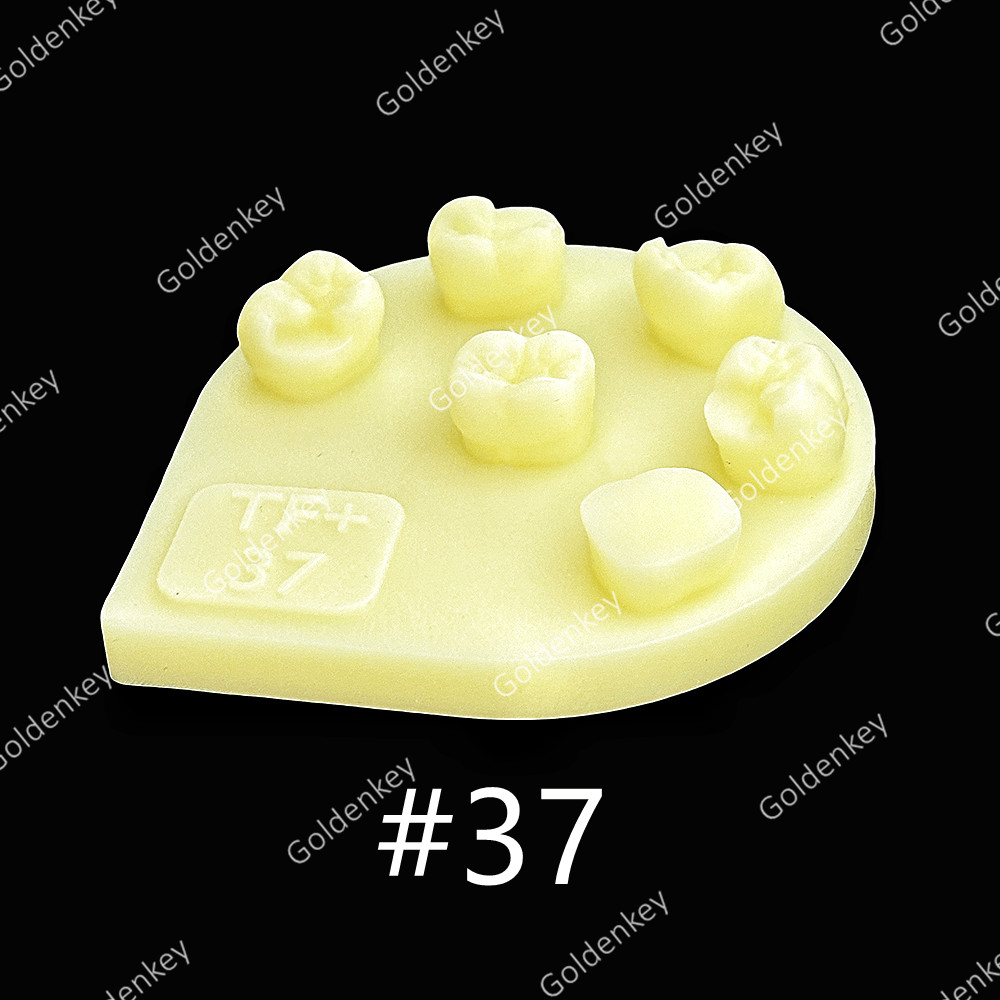 8pcs Dental Tooth Shape Practice Model Molar Resin Composites Filling US STOCK