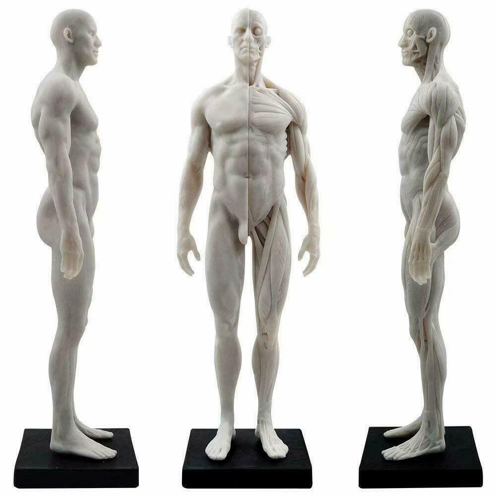30cm Human Anatomical Model Art Anatomical Figure Male+Female White US STOCK