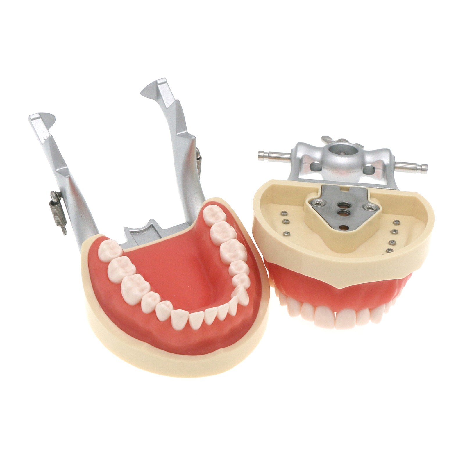 US Dental Kilgore Nissin 200 Typodont Model 32PCS Teeth, Removable, Soft Gingiva