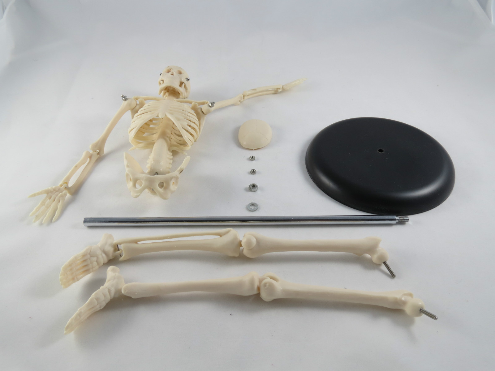 Anatomy Model | Miniature Skeleton | 42 cm / 17 » | IT-005 | ARTMED