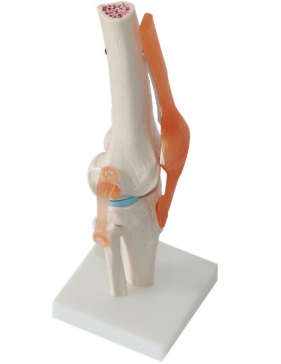 1:1 Size Human Knee Joint Simulation Model Medical Anatomy Education US STOCK
