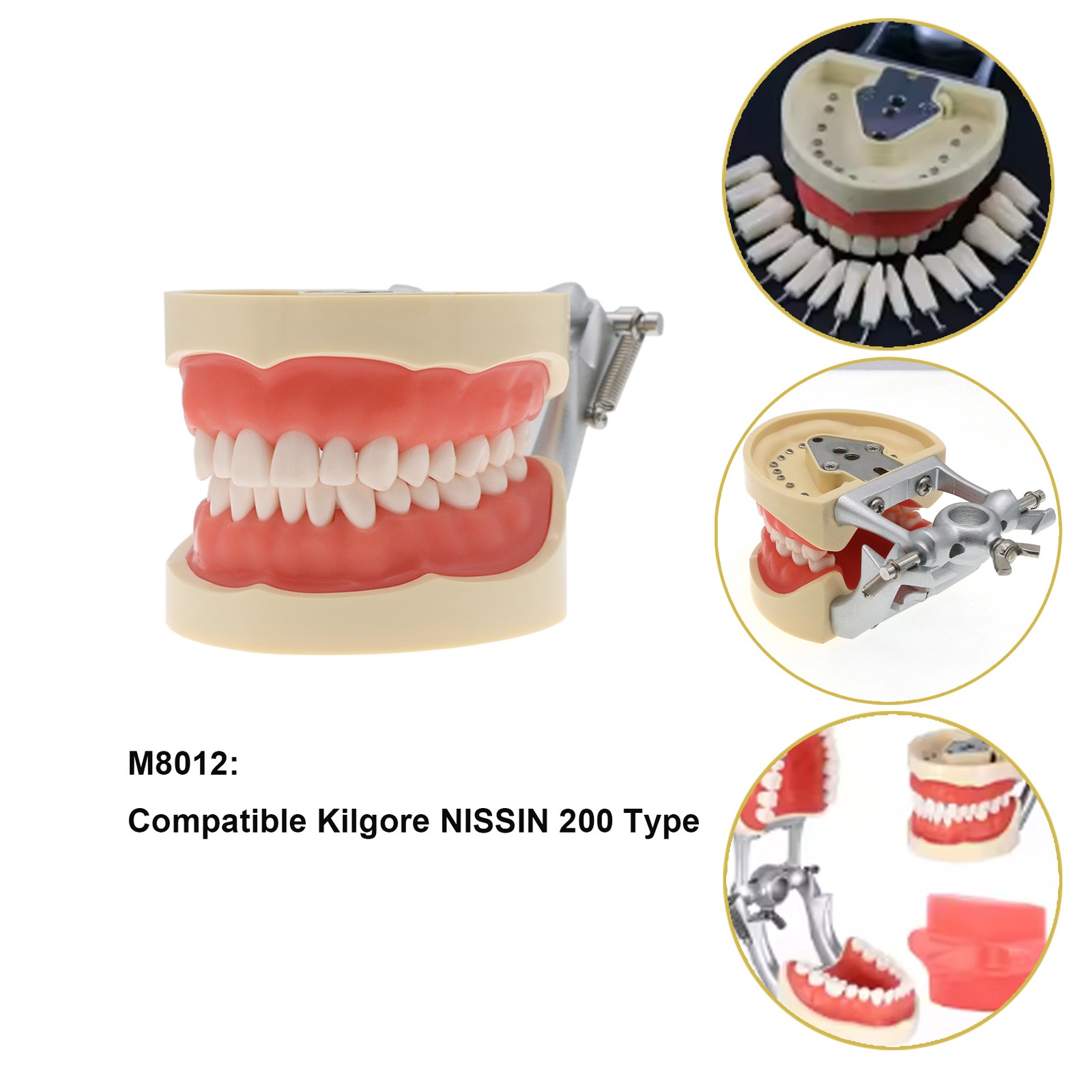 Multi-Type Dental Teaching Typodont Model Ortho/Implant/Pathology Practice Demo