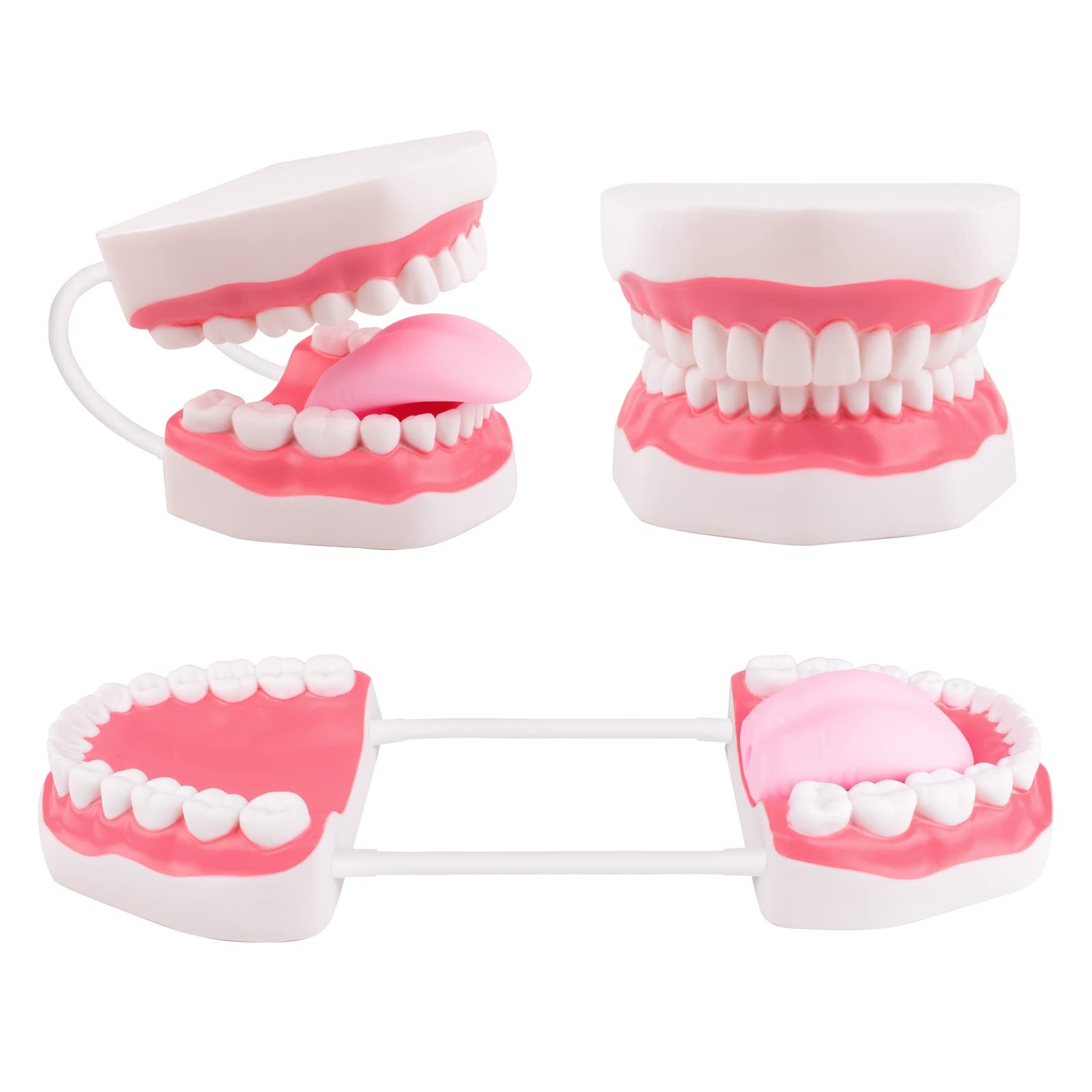 Mouth Model White Hinge for Speech Therapy, Ideal Brushing Teaching Dental Te…