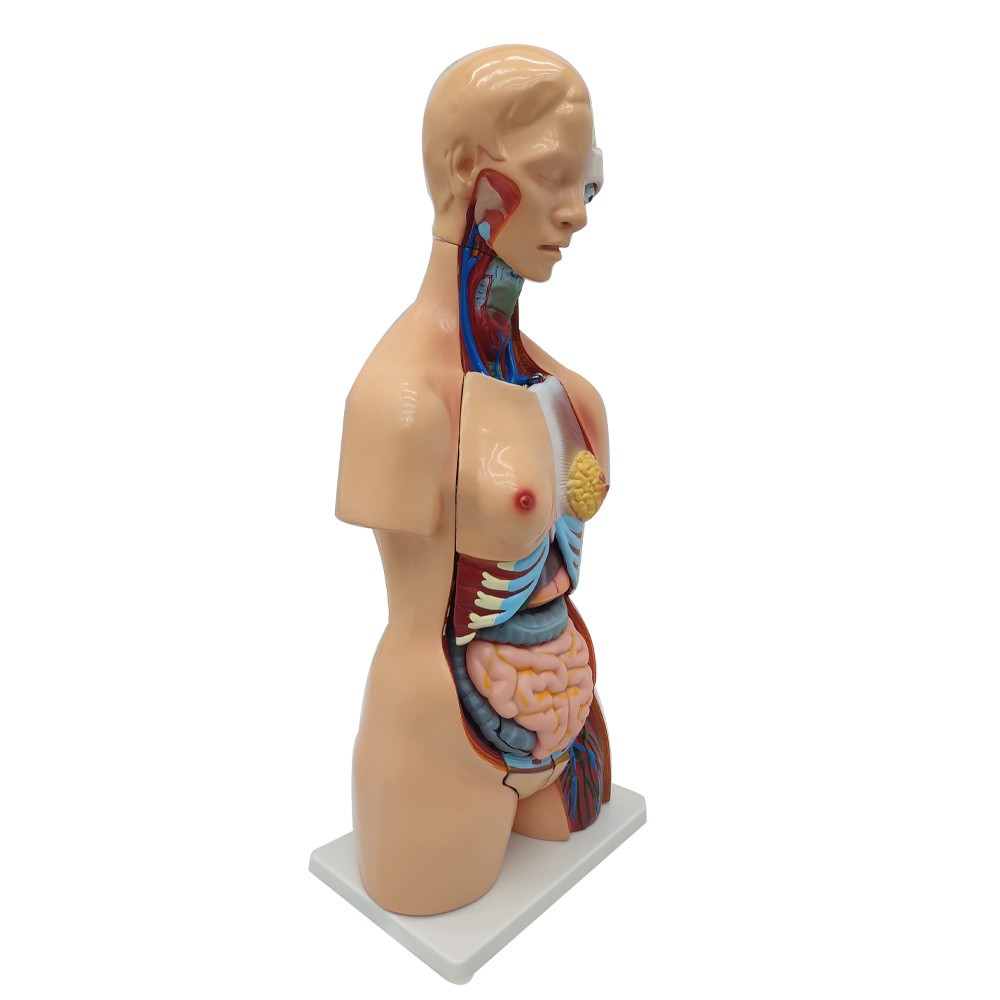 Detachable Human Torso Model Medical 31.89 in Dual-Sex Torso Anatomy Model