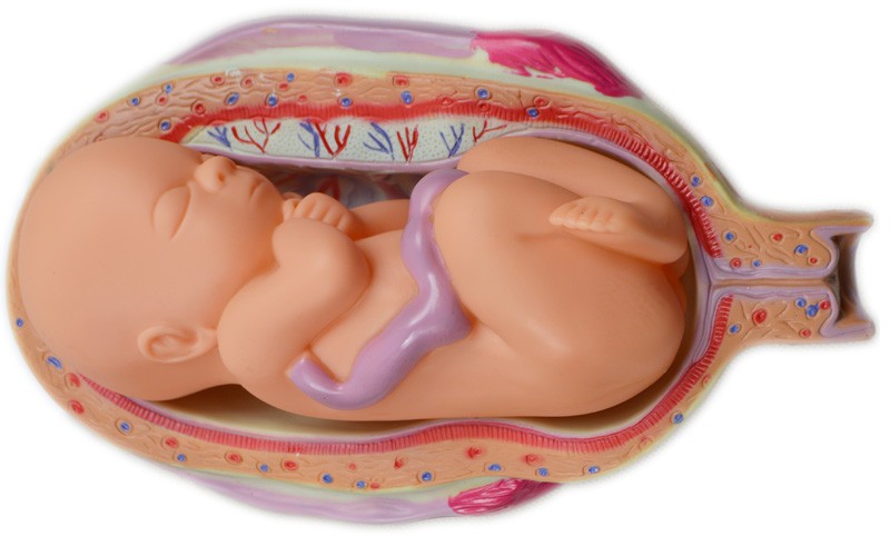 PVC 8Pcs Human Anatomical Embryo Model (Removable Twins & 1-7 Month) w Labels