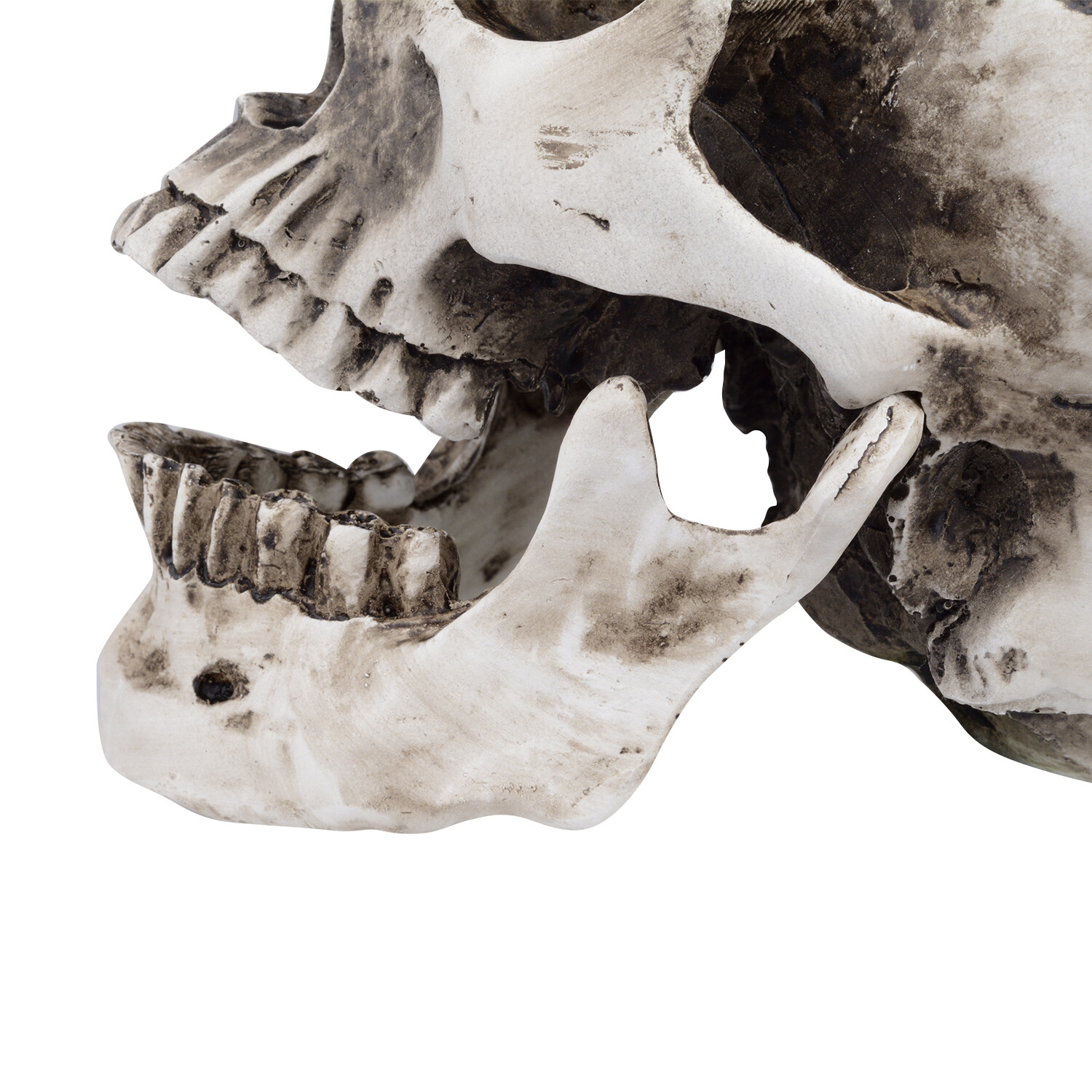 1:1 Retro HumanSkull Replica Resin Anatomical Model Removable Jaw/Chin Realistic