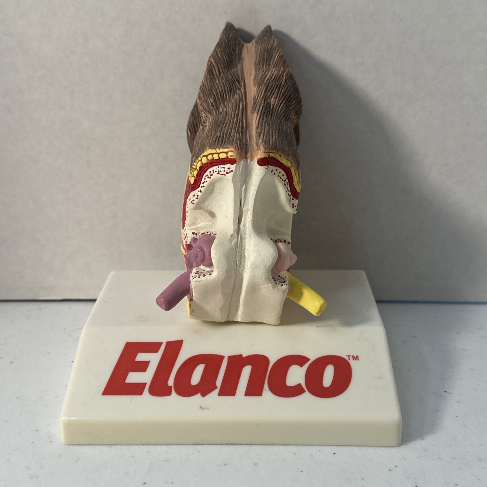 Dog Canine Ear Anatomy Model Veterinary Teaching Pet Clinic Display