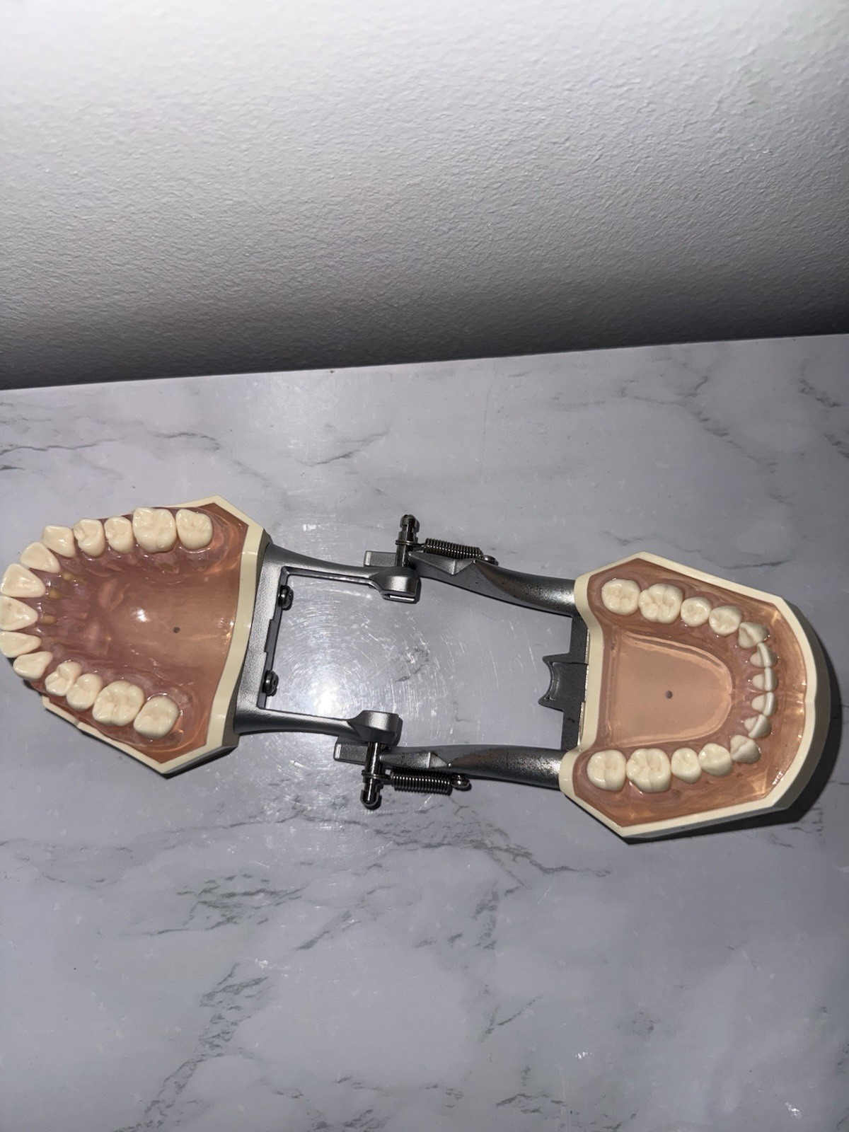 Nissin/Kilgore Dental Study Model Made In Japan PE-ANA001 – Can Remove Teeth