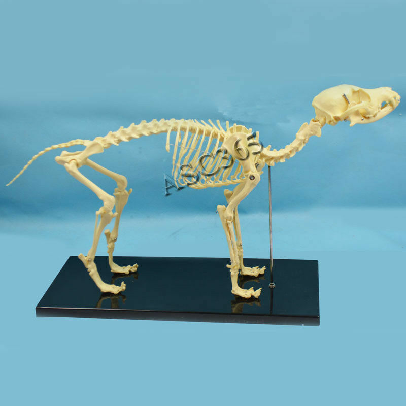 PVC Education Model Canine Skeleton Standard Size Dog Display Lab Study Veterina