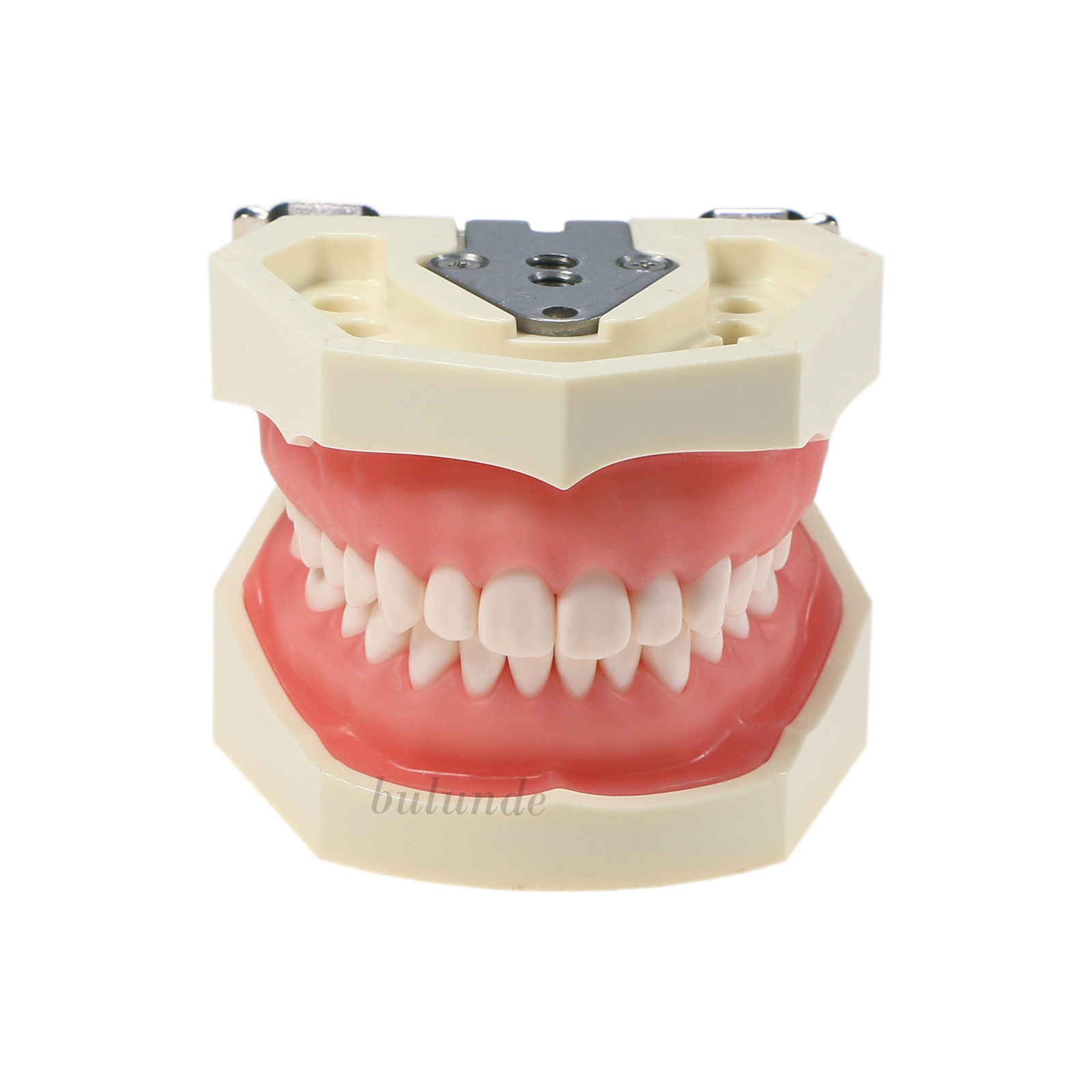28Pcs Teeth Dental Typodont Teeth Model Kilgore NISSIN 200 Type Short Support