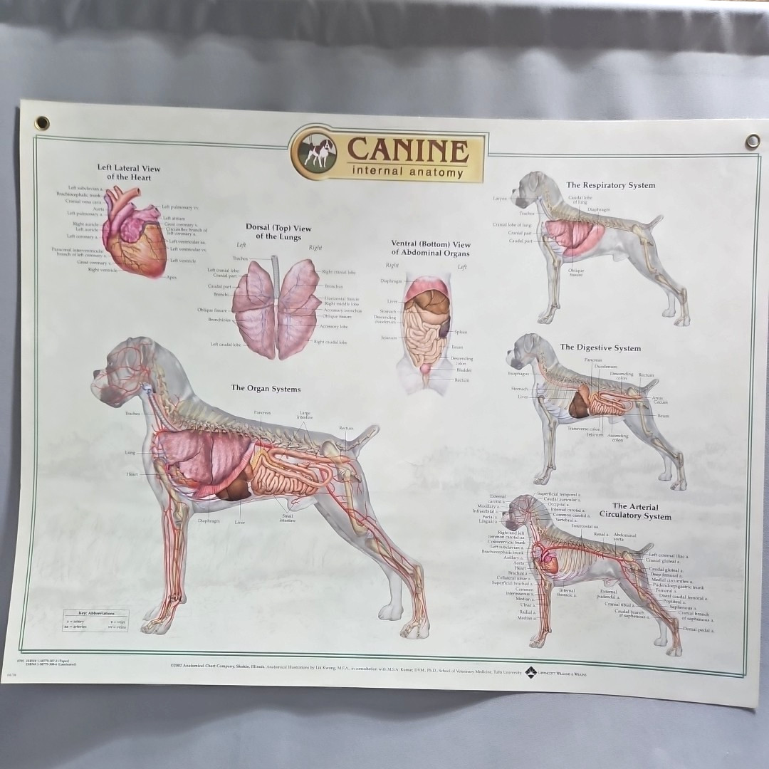 Canine Internal Anatomy Wall Chart Dog Veterinary Laminated Organ Systems 26×20″