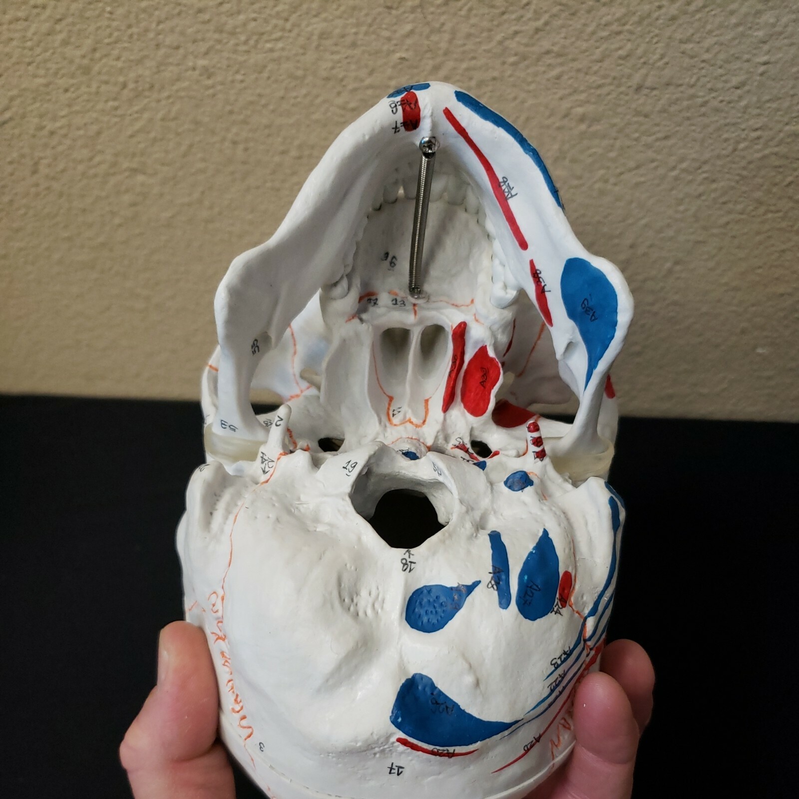 Vision Scientific VAL208 A Life-Size Human Skull Medical Grade New