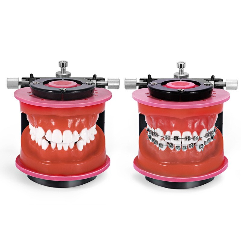 Reusable Dental Practical Study Training Model/typodont/orthodontics Wax Model