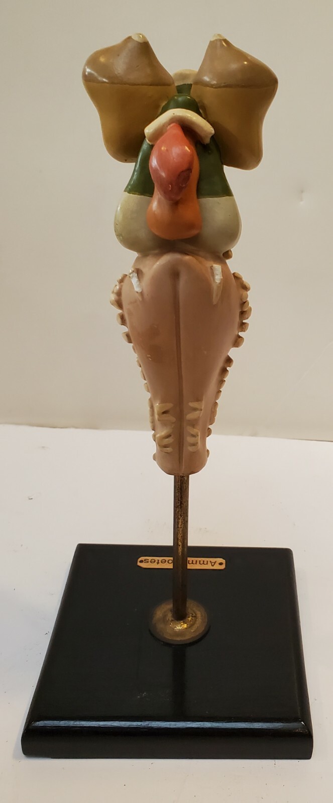 Anatomical Organ University Teaching Model 1930s to 50s