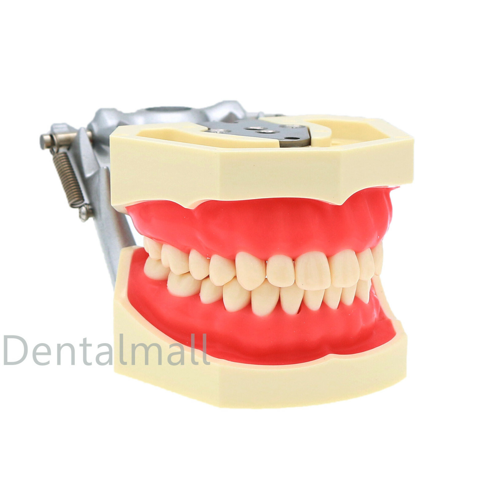US Dental Preparation Typodont Model fit Kilgore NISSIN 200 500 Frasaco AG3 Type