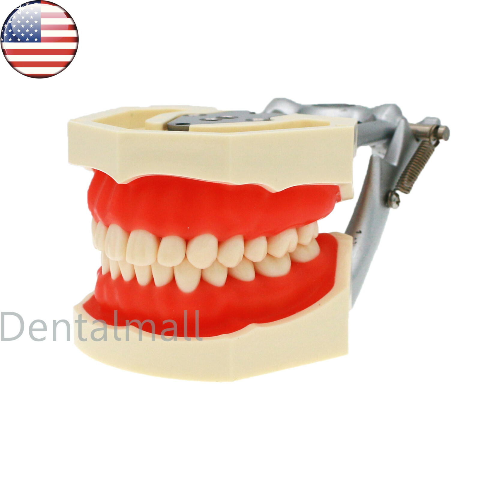 US Dental Preparation Typodont Model fit Kilgore NISSIN 200 500 Frasaco AG3 Type