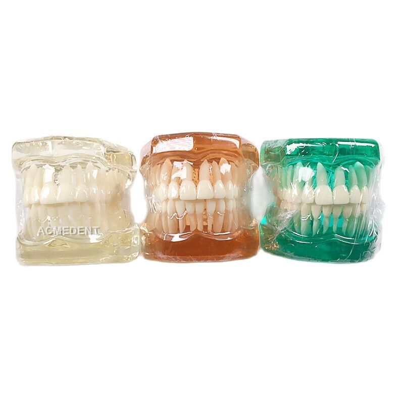 Dental Lab Study Transparent Standard Teeth Tooth Brush Model Clear/Orange/Blue