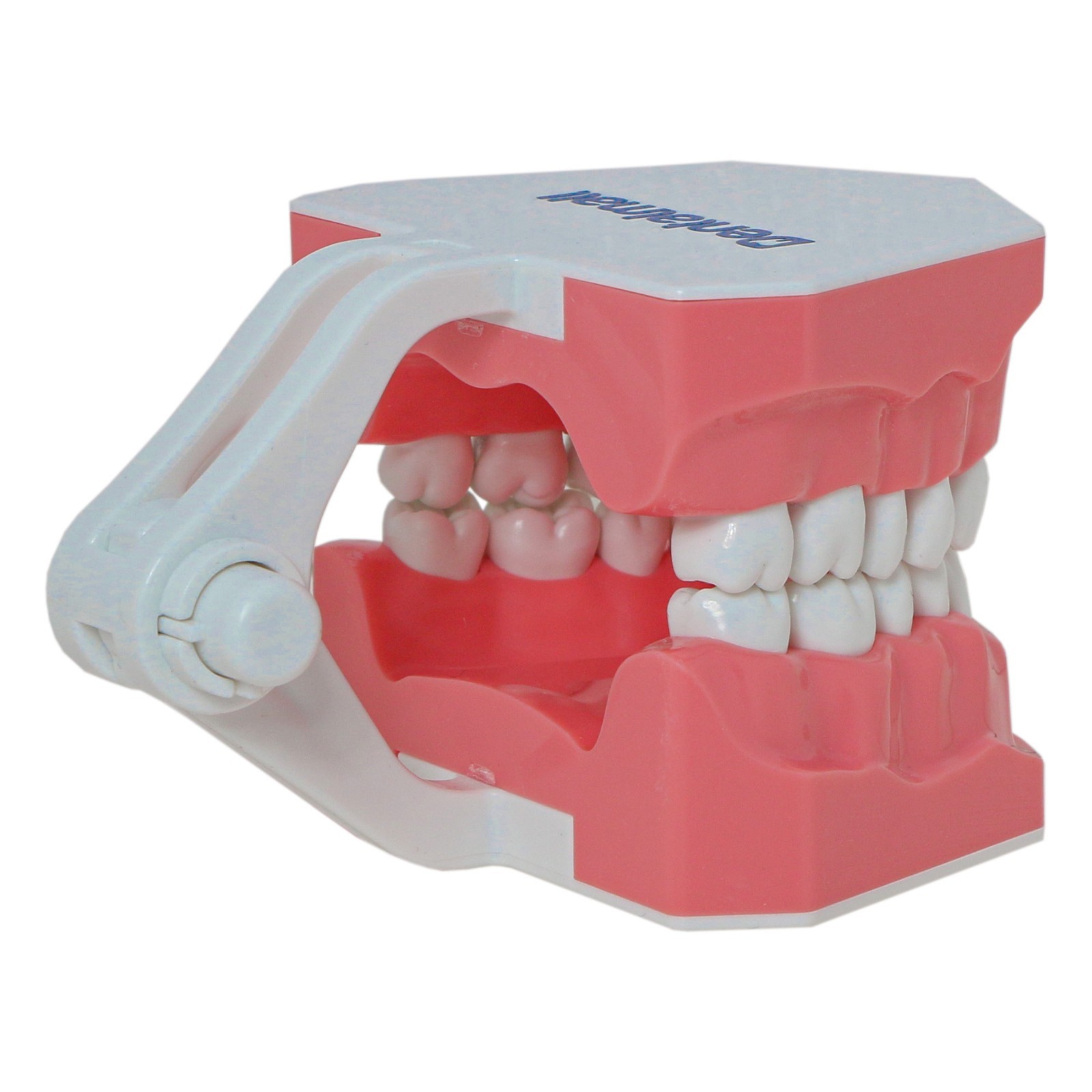 US Dental Typodont Standard 1:1 Brushing Flossing Practice Teeth Model M7010-1