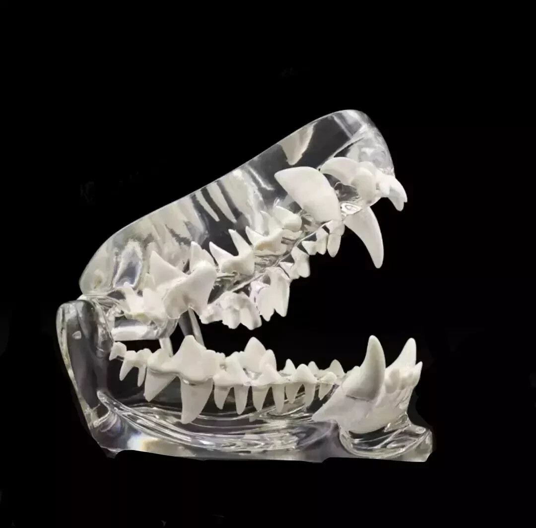 Dog Teeth pet dental model Transparent Anatomical Veterinary Canine Teaching