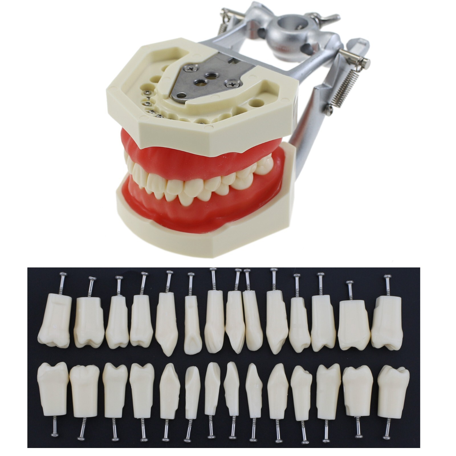 Kilgore Nissin 200 Type Dental Typodont 28PCS Teeth Model Screw-in Replacement
