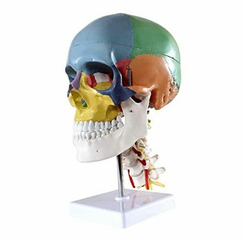 Colored Human Skull Model Anatomical Model with Cervical Vertebrae Nerve Artery
