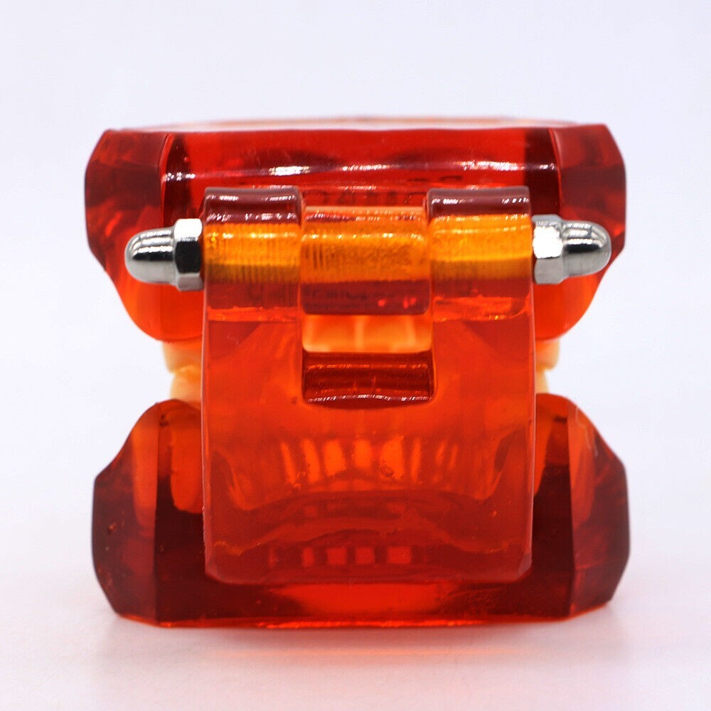 Dental Plastic Study Teeth Model Standard model red Transparent 7002 BOMAOER