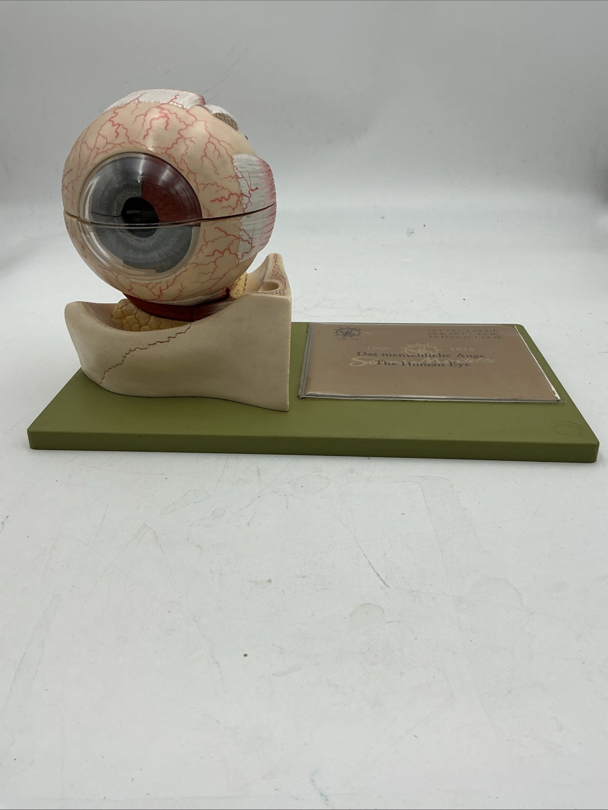 Somso CS1/1 Eyeball Enlarged 5 Times – 7 Parts CS 1/1 Eye Anatomical Model