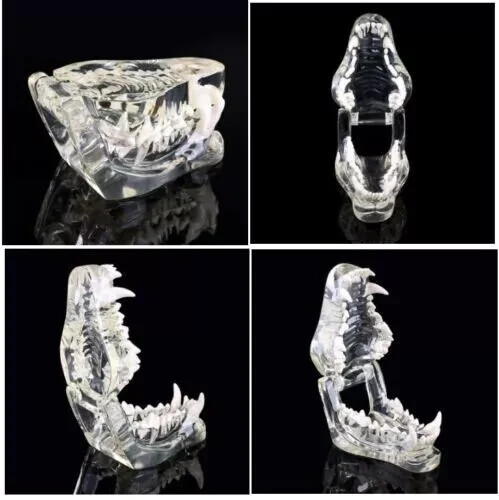 Dog Teeth Model Tooth Transparent Anatomical Veterinary Canine Teaching PVC