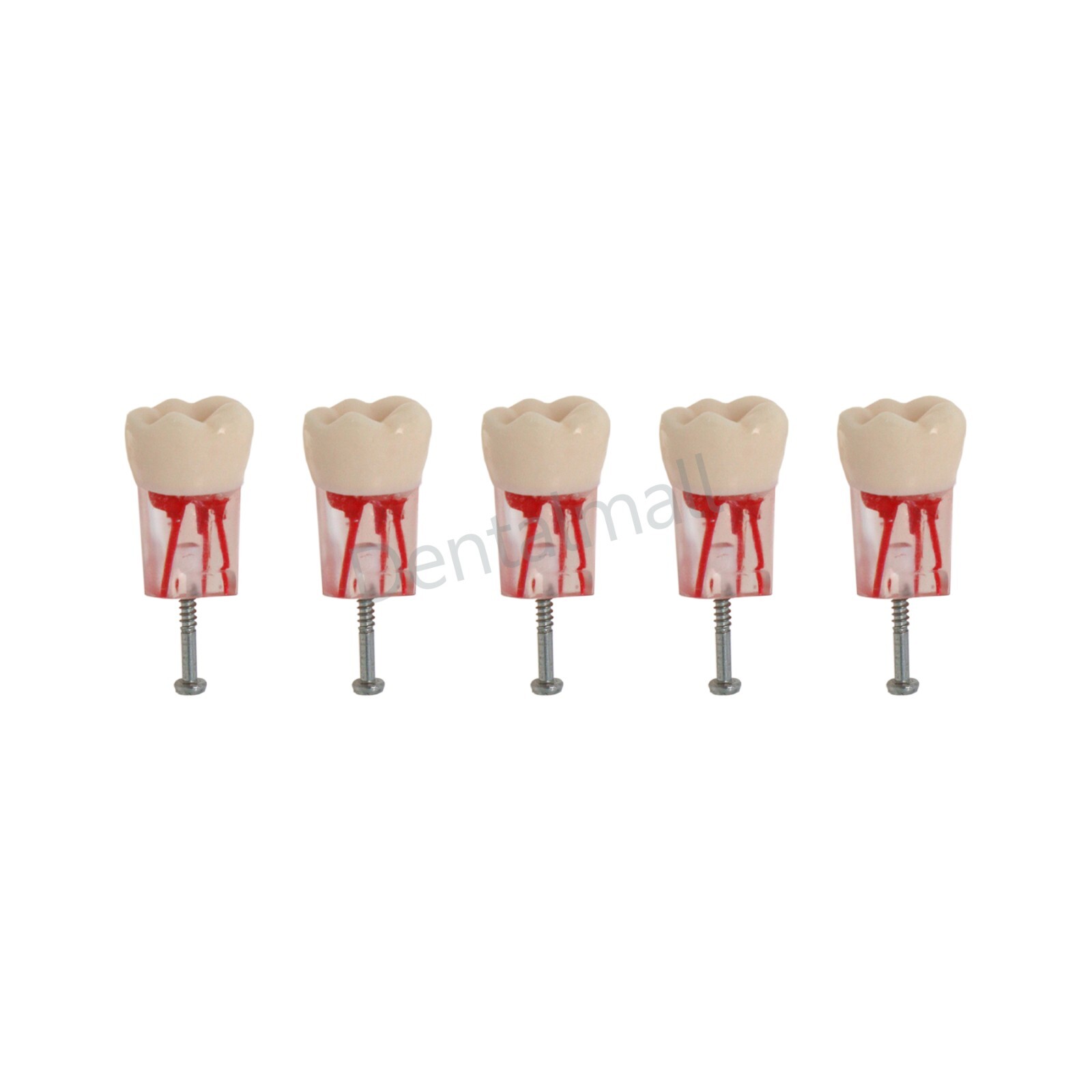 Dental Teeth Model Endo Root Canal Pulp Files Practise Blocks Fit NISSIN 200
