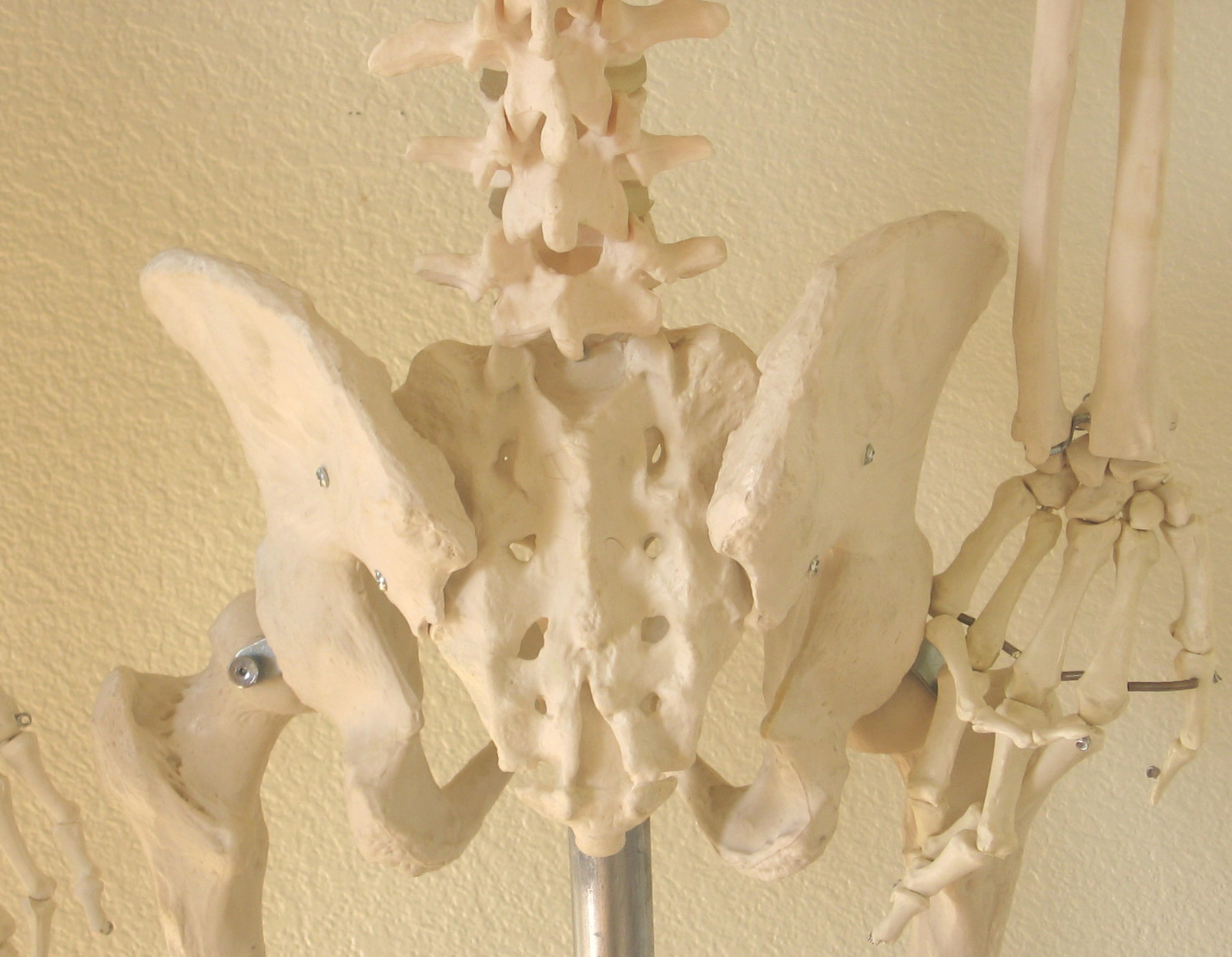 Life size human skeleton anatomical model 5’7″ medical dental student teaching