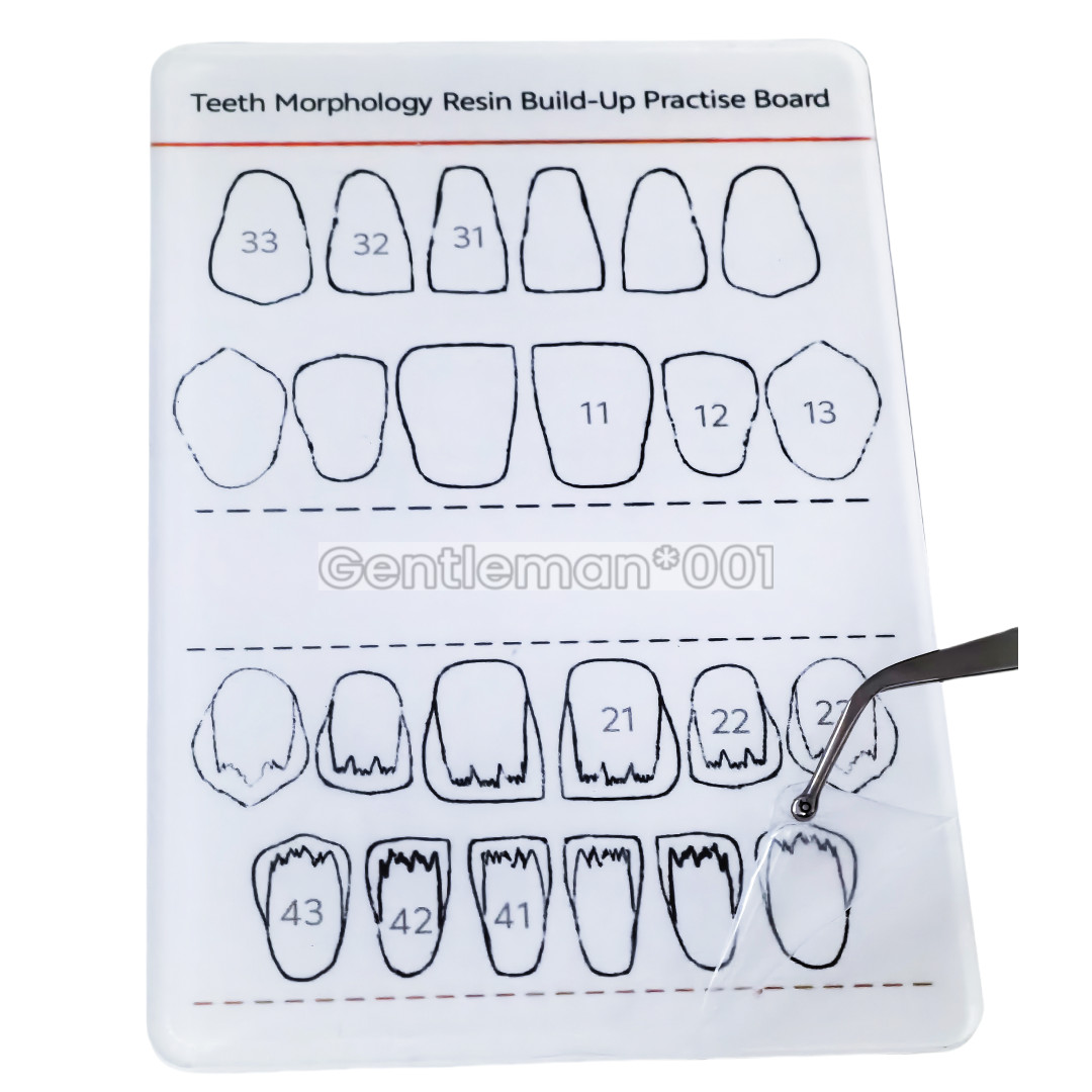 Dental Board Teeth Morphology Composite Build Up Practise Template Dentist Model