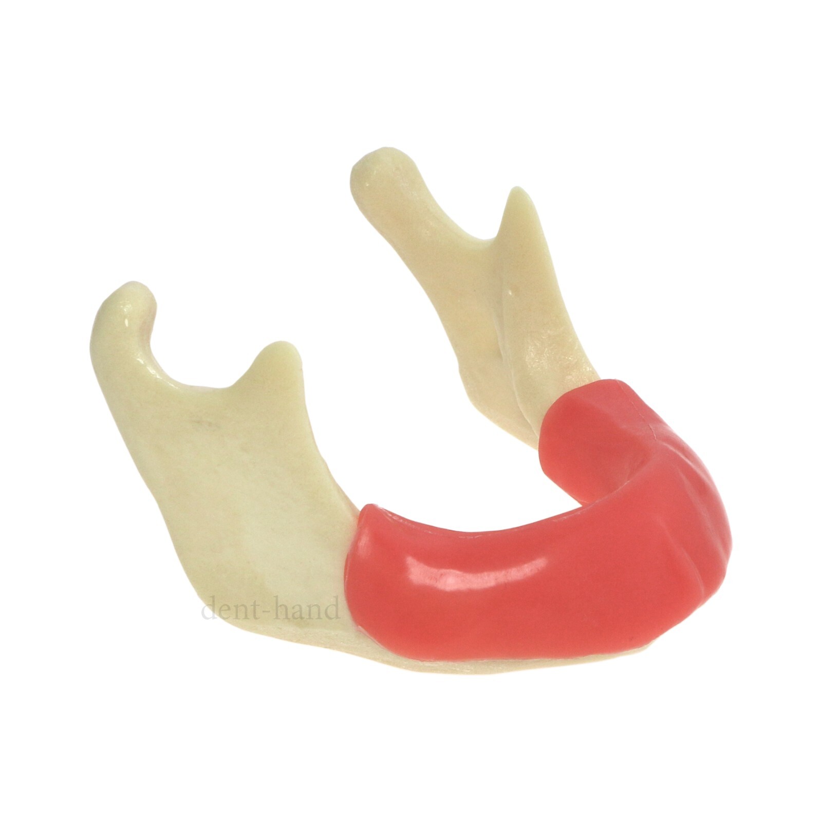 Dental Mandible Implant Jaw Bone Model For Practice Drilling M2022/2023