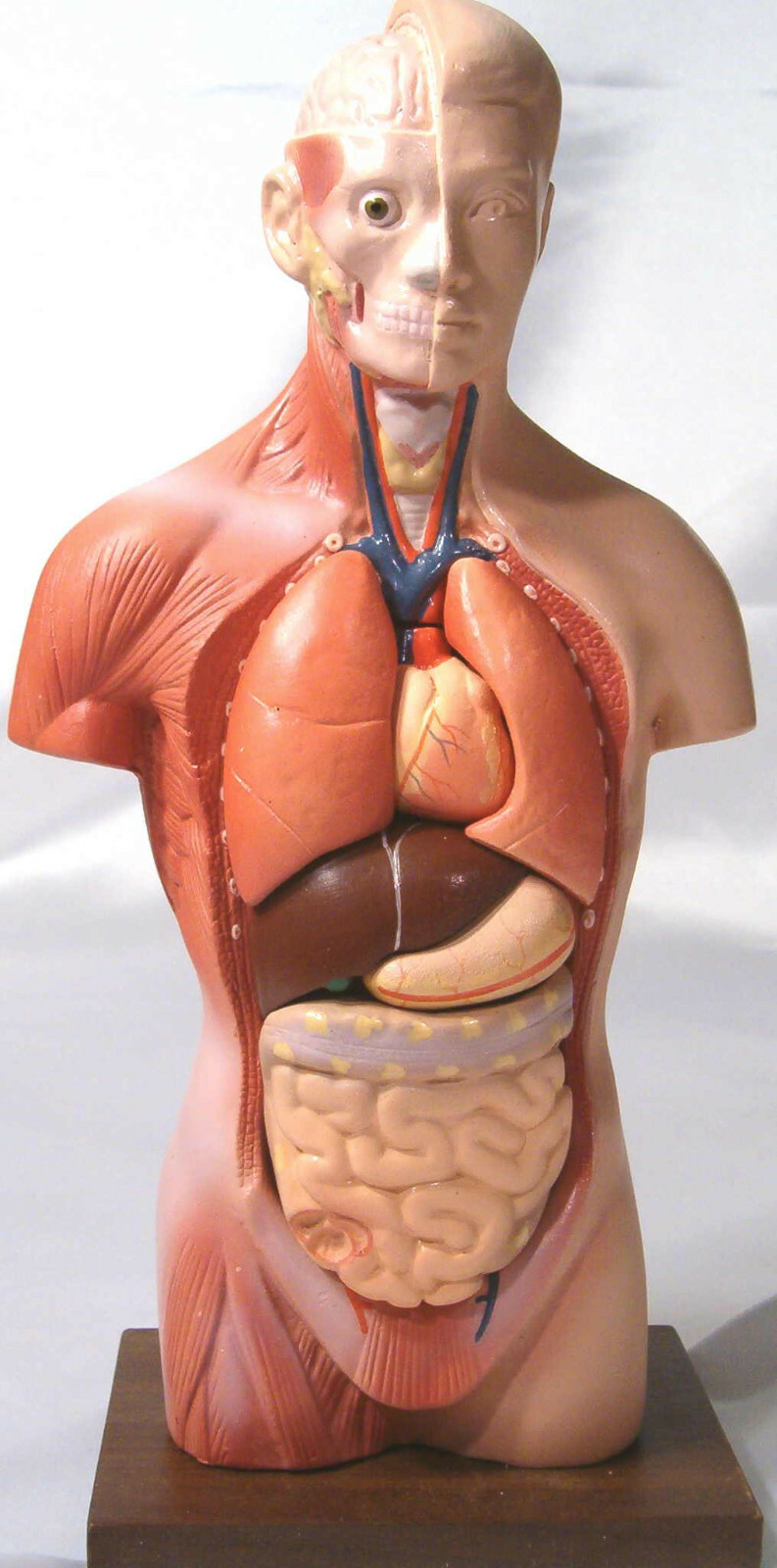 12″ 30 cm desktop human body torso anatomical model anatomy 6 pieces New