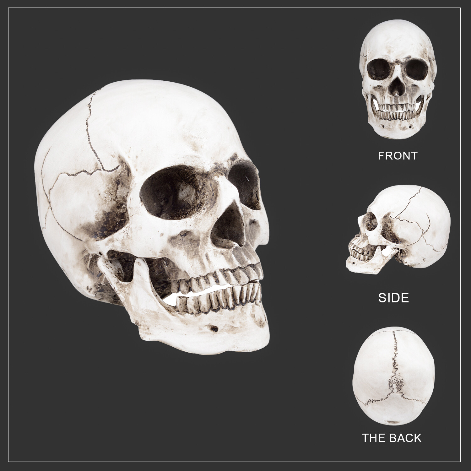 1:1 Retro HumanSkull Replica Resin Anatomical Model Removable Jaw/Chin Realistic