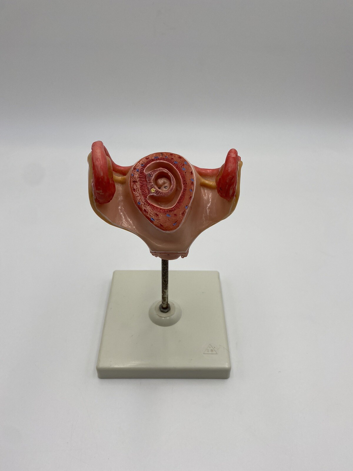 3B Scientific L10 Anatomical Embryo Model, 1st Month
