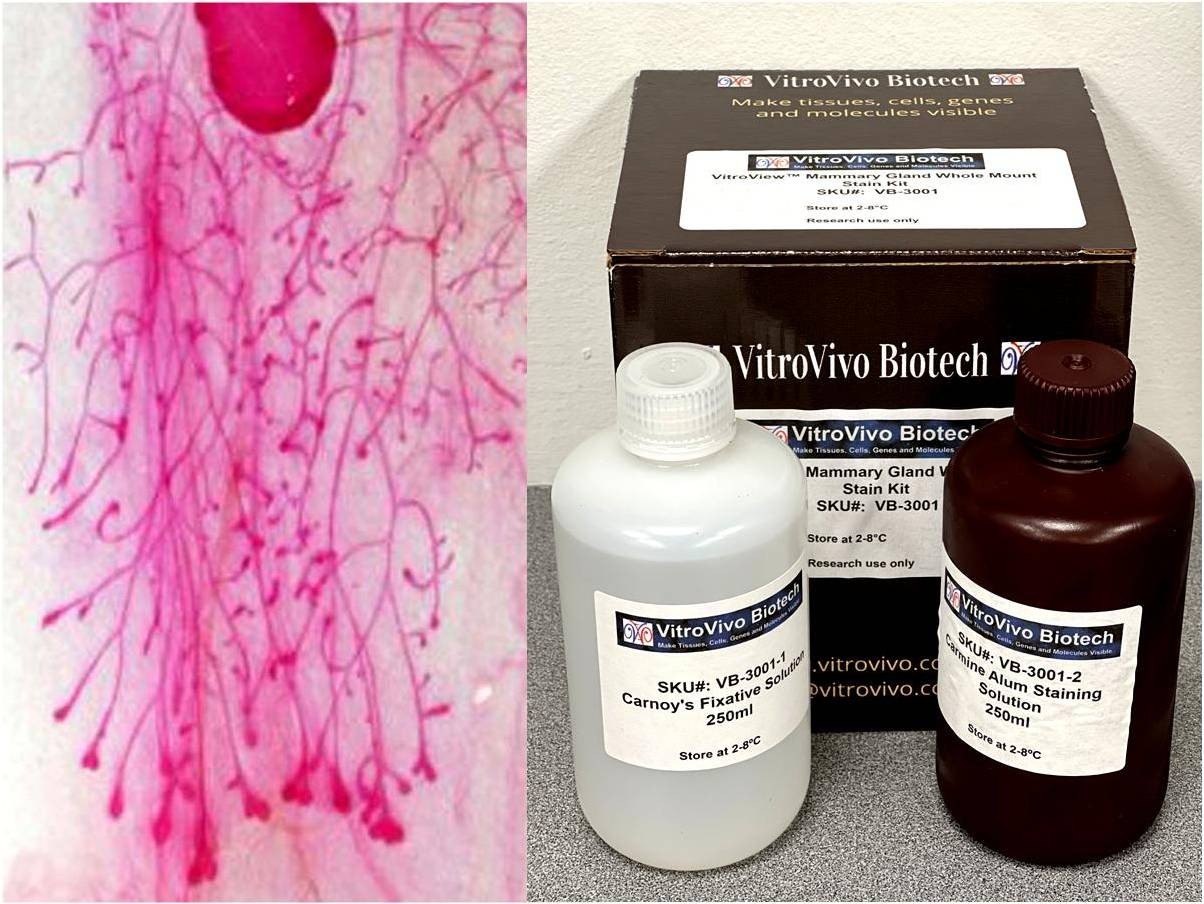 VitroView™ Mammary Gland Whole Mount Stain Kit (VB-3001)
