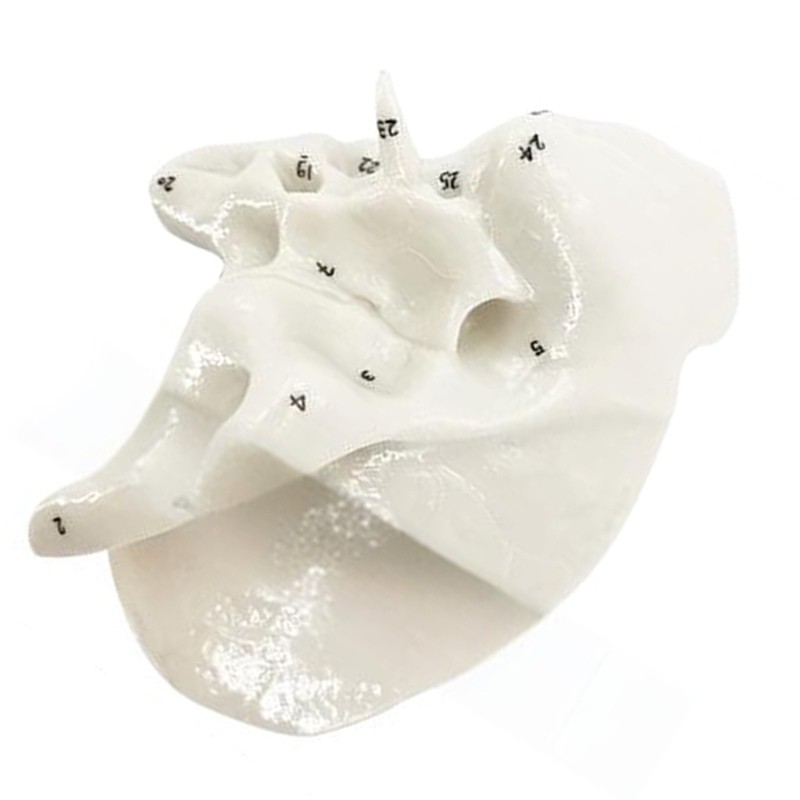 Practical Human Skeleton Model Temporal Bone Model Teaching Aid for Anatomy