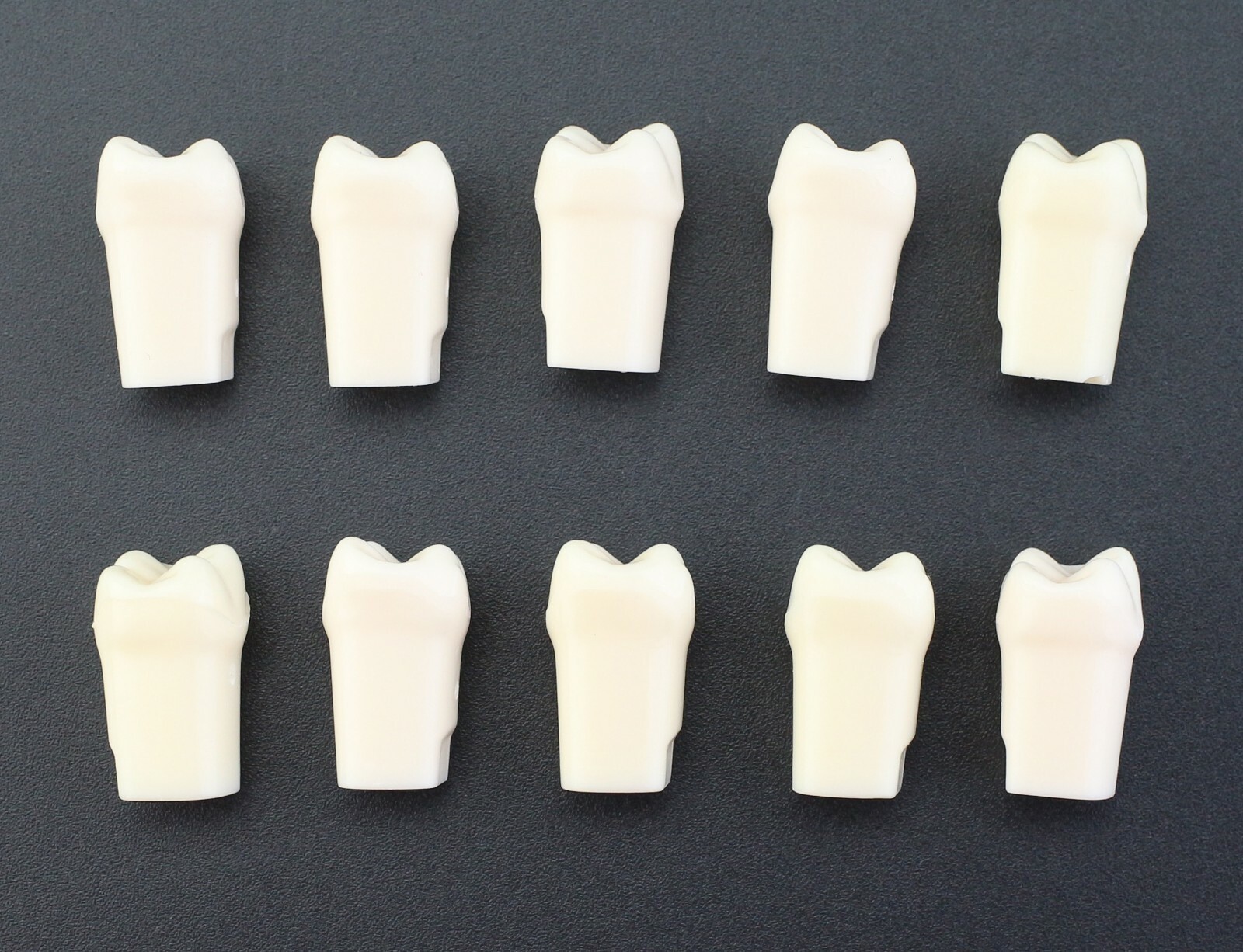Dental Typodont Individual Replacement Teeth 10pcs/Lot Kilgore Nissin 200 Fit