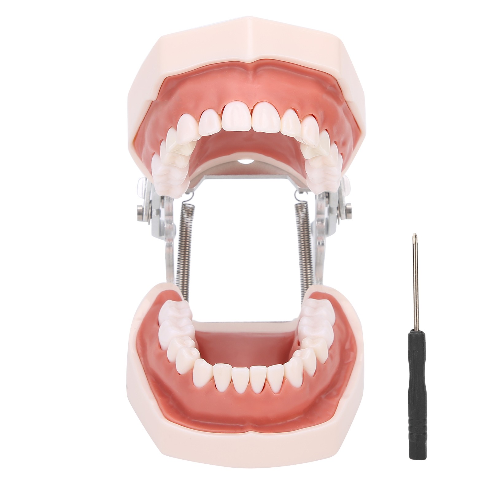 Detachable Teeth Model Simulation Dental Teeth Model For Teaching Practice With❀